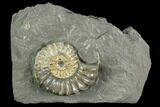 Ammonite (Pleuroceras) Fossil in Rock - Germany #125425-1